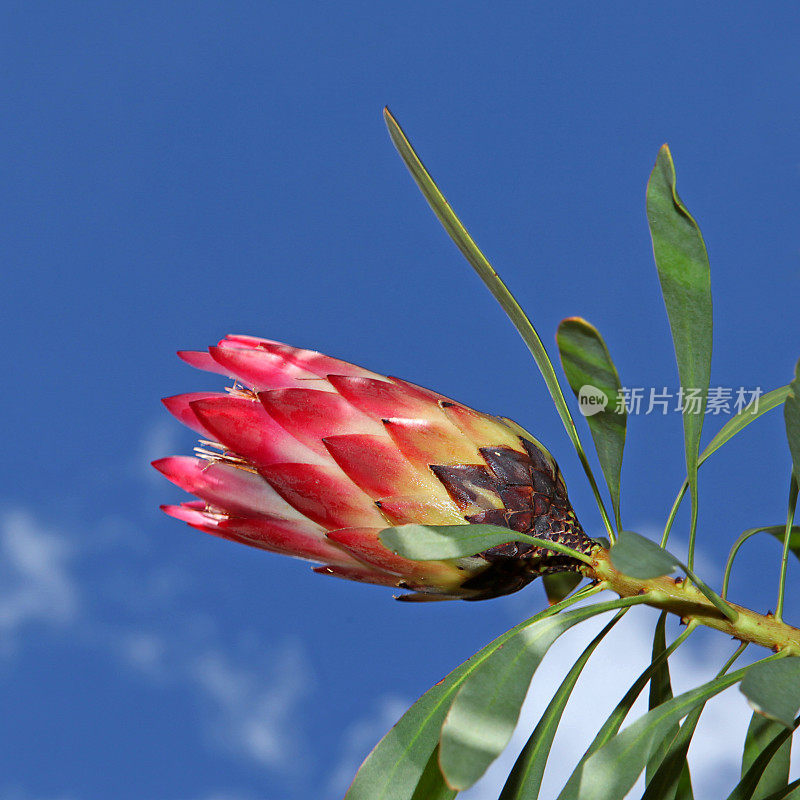 南非Kirstenbosch植物园的Protea Flower